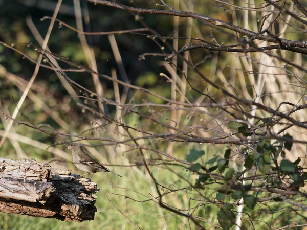 Jarret Femelle Reposant Sur Branche Fringilla Coelebs — Photo