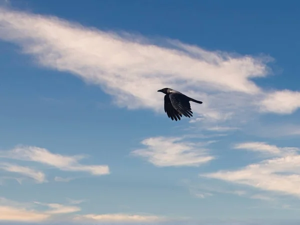Mavi Gökyüzüne Karşı Bir Saksağan — Stok fotoğraf