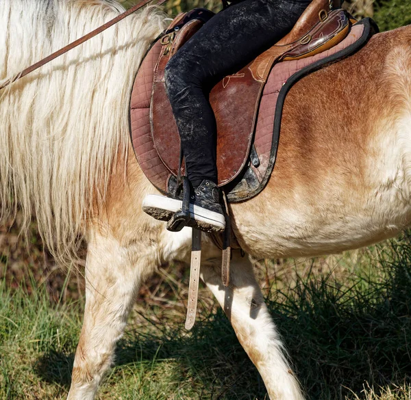 Détail Leçon Équitation Dans Une Écurie — Photo