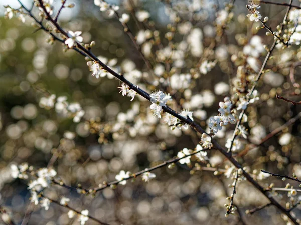 Цвіт Сливи Prunus Mume Зимі — стокове фото