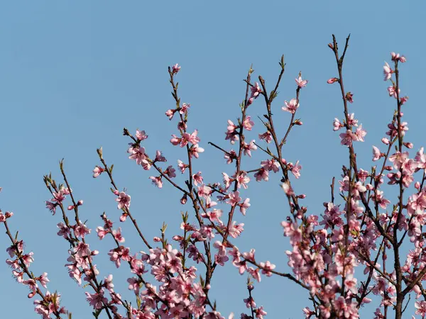 Flor Pêssego Contra Céu Azul — Fotografia de Stock