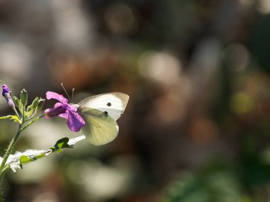 Çayırdaki lahana kelebeğinin ayrıntıları