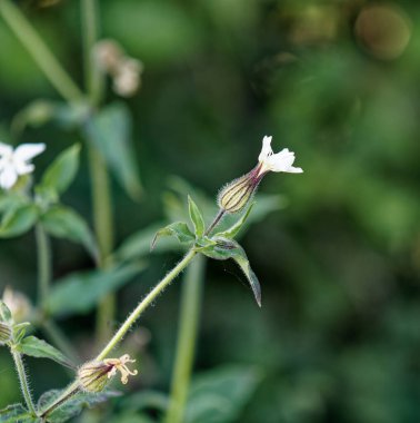 Melandrium Macro albümü (veya Silene latifolia) çiçek 