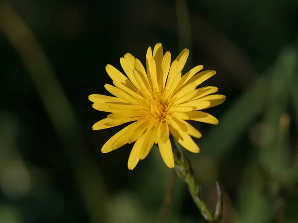 Цветы Одуванчика Саду — стоковое фото