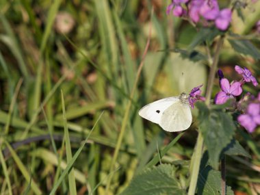 Çayırdaki lahana kelebeğinin ayrıntıları