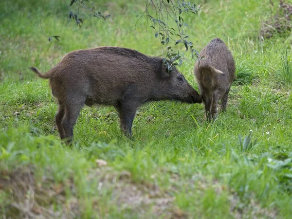 夏に緑の穀物畑で餌を与える野生のイノシシ 農業国のコピースペースに隠れて野生の豚 背景がぼやけている夏の脊椎動物の放牧 — ストック写真