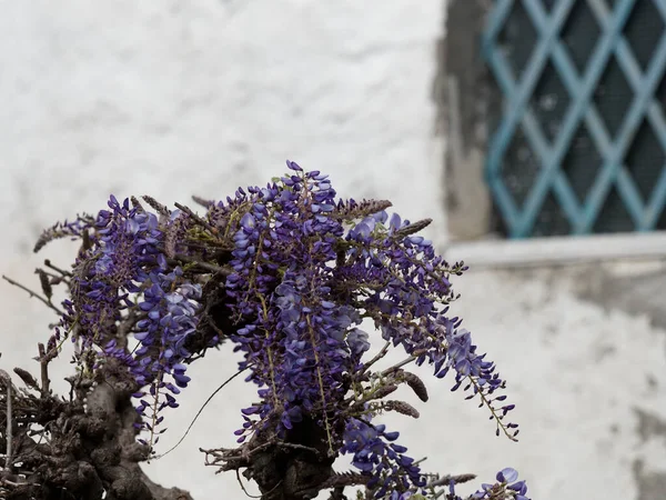 Bir bahçede çiçek açan Wistaria Wistaria 'nın ayrıntıları