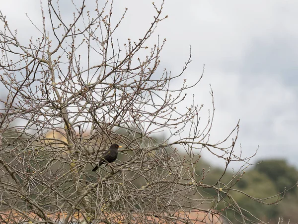 Primer Plano Mirlo Alado Rojo Árbol — Foto de Stock