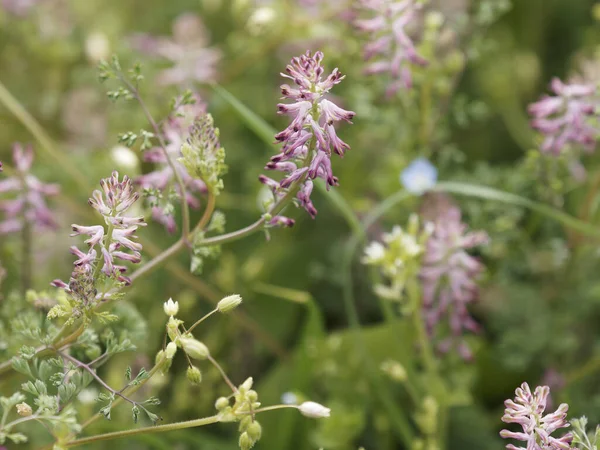 Close Fumaria Capreolata White Ramping Fumitory Flower Blurred Background Stok Gambar Bebas Royalti