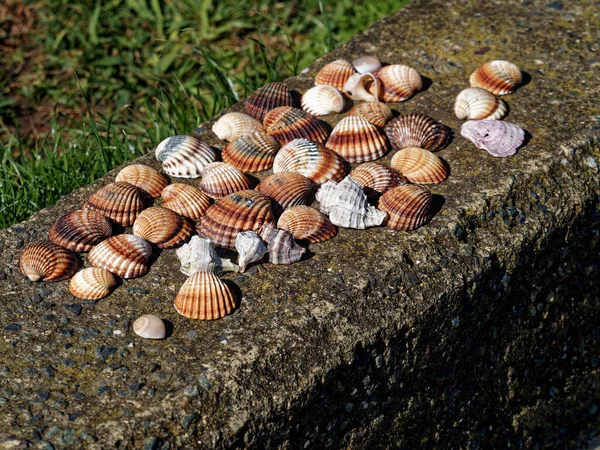 Conchas Marinhas Coloridas Misturadas Como Fundo — Fotografia de Stock