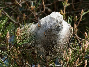Çam işlemeli, Thaumetopoea pityokamppa, sıcak Akdeniz iklimlerinde ağaçlarda yuva yapmak için ipeği kullanır..