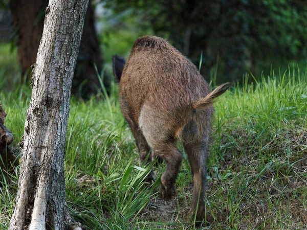 Wild Boars Feeding Green Grain Field Summer Wild Pig Hiding — Stock Photo, Image