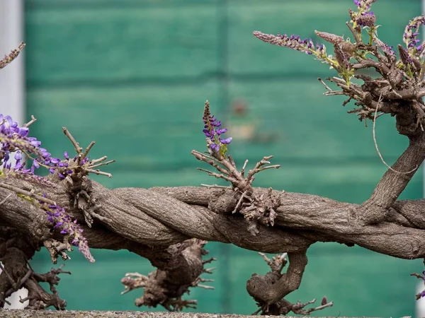 Detail Wisteria Wistaria Flowering Garden — Stock Photo, Image