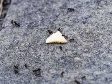 Karıncalar birlikte çok sayıda panikliyorlar. Taşınıyor