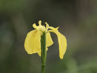 # Yaz mevsiminde bir bahçede sarı göz #