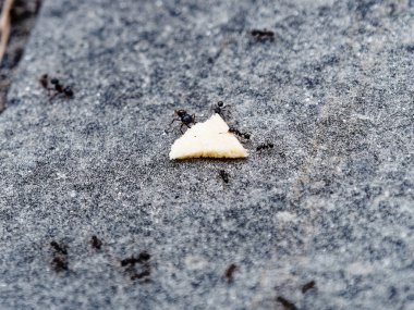 Karıncalar birlikte çok sayıda panikliyorlar. Taşınıyor