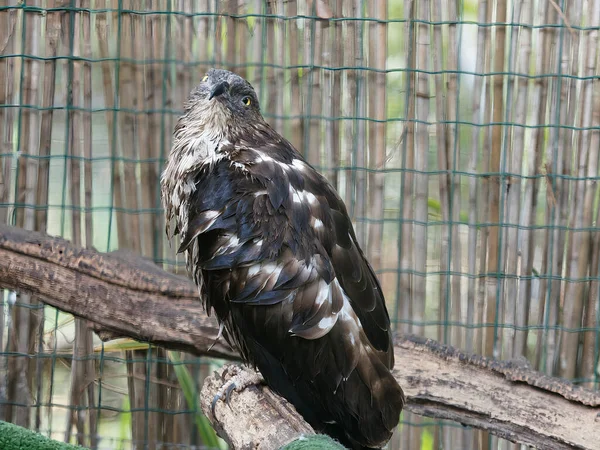 Avvoltoio Europeo Immaturo Pernis Apivorus Salvato Riposato Centro Salvataggio Della — Foto Stock