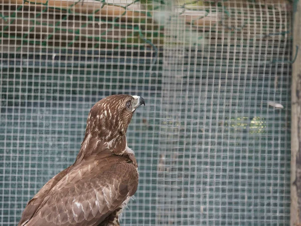 Oooking Schöner Adler Einer Ausstellung Von Greifvögeln — Stockfoto