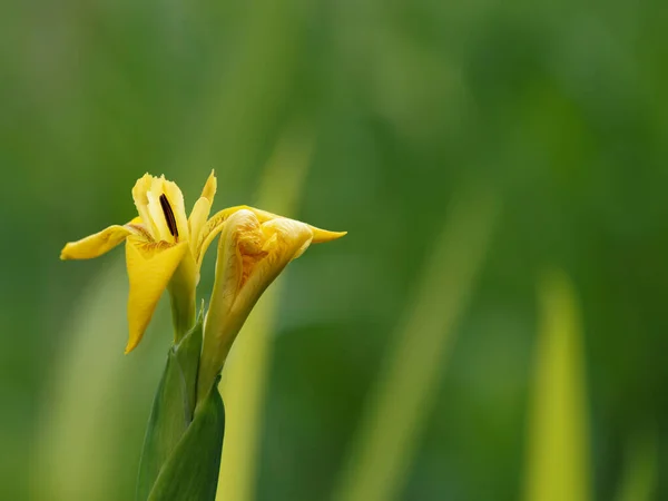 Íris Amarela Jardim Hora Verão — Fotografia de Stock