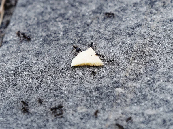 Formigas Estão Pânico Juntas Grande Número Deslocamento — Fotografia de Stock