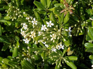 Bahçedeki pittosporum çiti