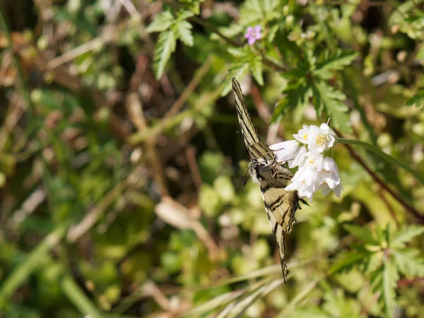Podalirio Güzel Kelebeklerden Biridir — Stok fotoğraf