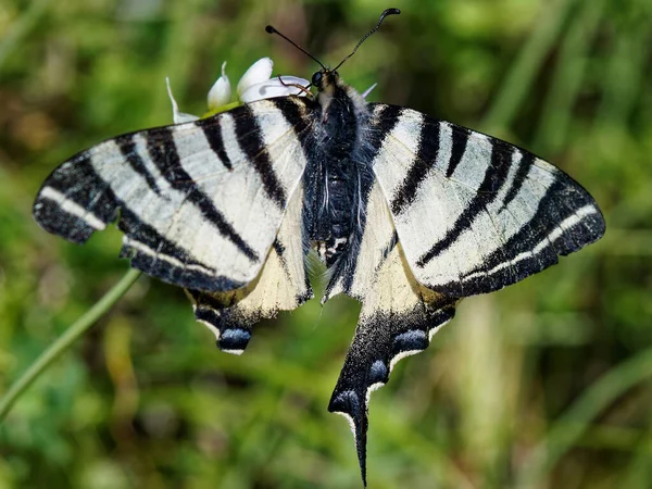 Podalirio Jeden Nejkrásnějších Motýlů — Stock fotografie