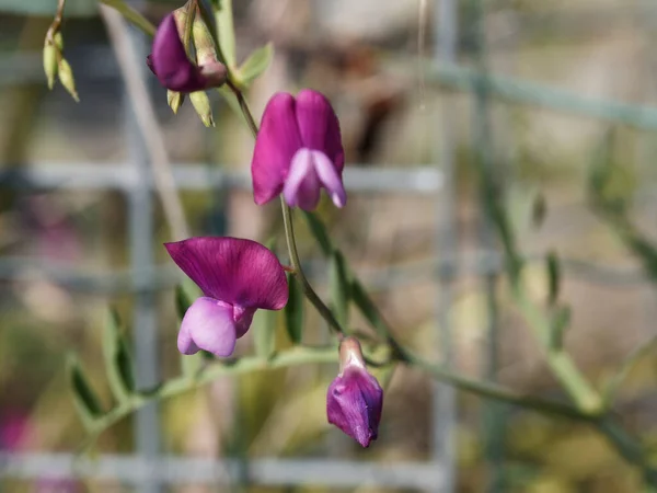 Detail Lathyrus Tuberosus Zahradě — Stock fotografie