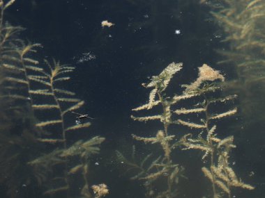 Gölde yaygın göl patencisi