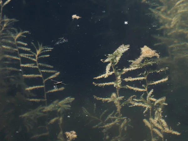 Gölde yaygın göl patencisi