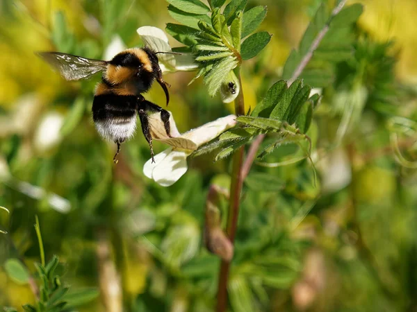 Bumblebee Bombus Terrestris Λιβάδι — Φωτογραφία Αρχείου