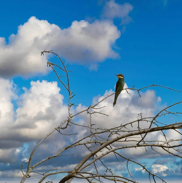 Gros Plan Kingfisher Perché Sur Une Branche Sur Fond Flou — Photo