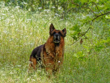 Çayırdaki Alman Çoban Köpeği