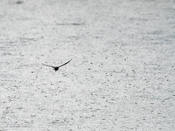 雨の日には湖の上でツバメが飛び — ストック写真