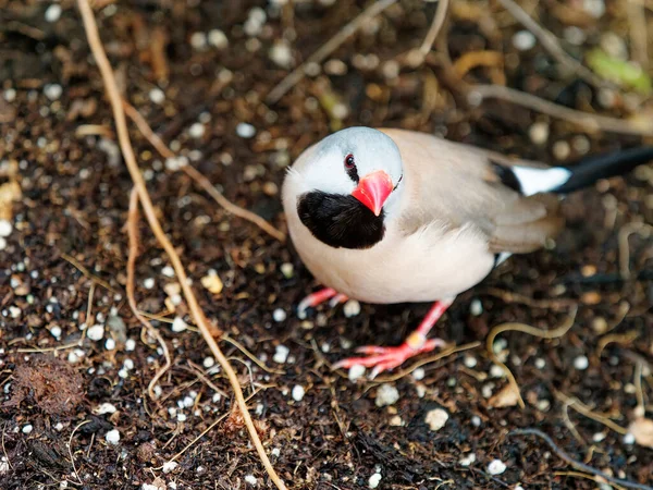 鳥風呂で入浴 長い尾のフィンチの鳥 Poepha Acuticaudaはオーストラリアで冷えています — ストック写真