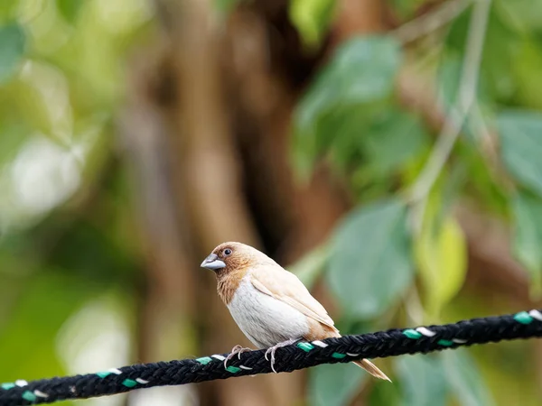 Lonchura Striata Aquário — Fotografia de Stock