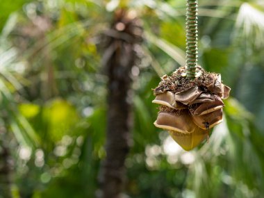 Çiçekli yabani muz ve ters yönde büyüyen gövde.