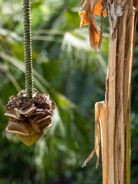 Çiçekli yabani muz ve ters yönde büyüyen gövde.