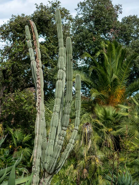 Çayırdaki sulu bitkinin ayrıntıları
