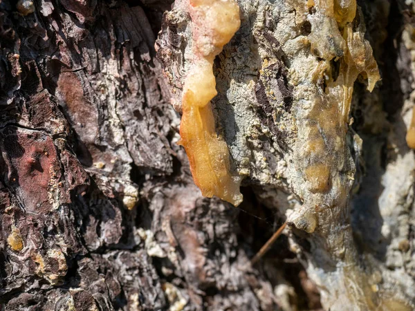 Deyail Pine Resin Meadow Spezia — Stock Photo, Image