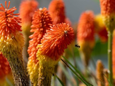Botanik parkındaki aloe çiçeklerinin ayrıntıları 