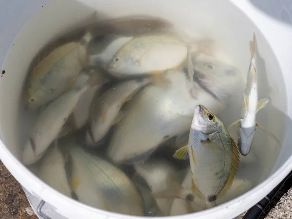 양동이 명상용 물고기가 — 스톡 사진
