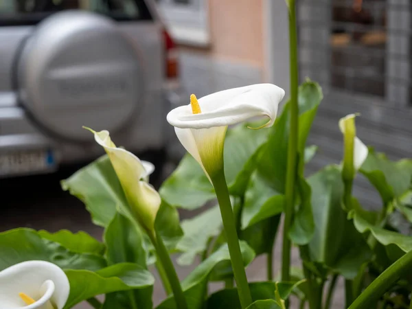 Detail Van Lily Callas Natuur Italië — Stockfoto