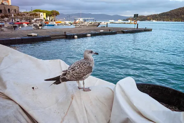 Portret Van Een Zeemeeuw Met Portovenere Achtergrond — Stockfoto