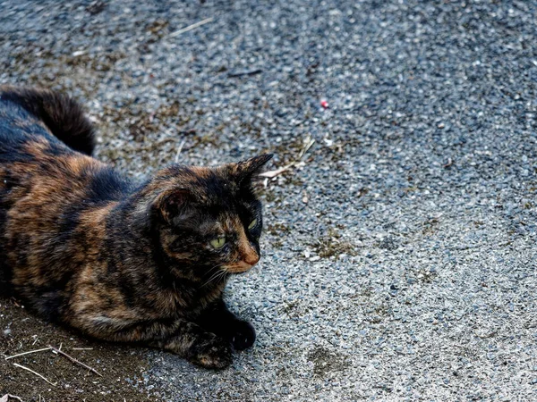 Acercamiento Gato Negro Ojos Amarillos Sentado Árbol Mirando Cielo — Foto de Stock