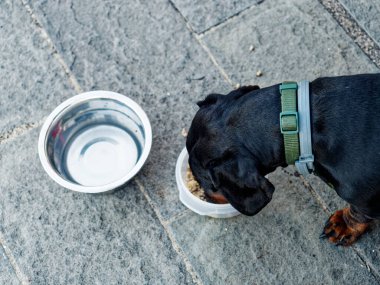 Siyah ve esmer köpek cinsi dachshund kaseyle yere oturur.