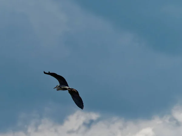 Heron Oasi Porta Lake Tuscany — Stock Photo, Image