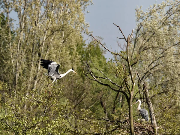 Heron Oasi Porta Lake Tuscany — Stock Photo, Image