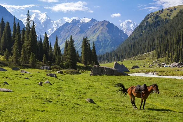 Mountain landscape with horse