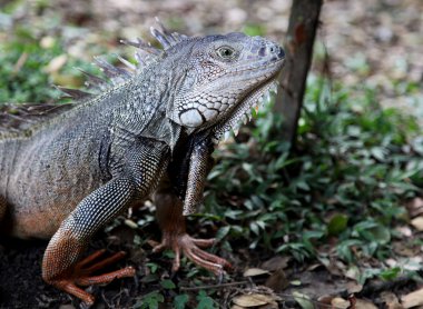 Iguana